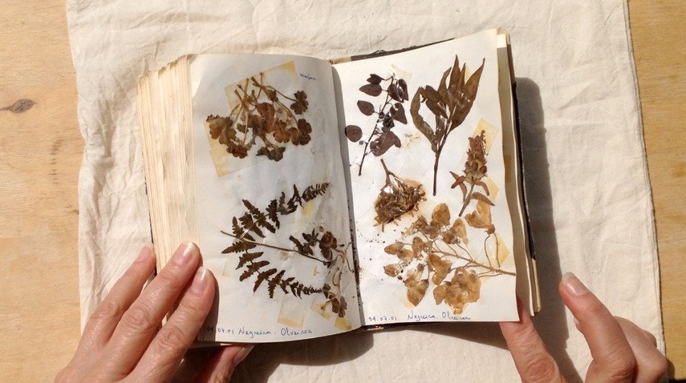 herbarium