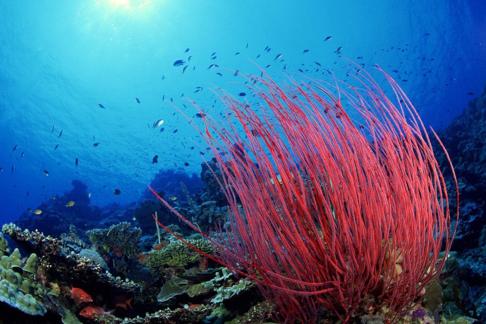 cropped-coral-reefs-hd-wallpapers