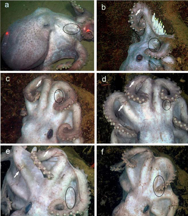 Deep-sea-octopus