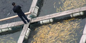 cropped-farm-fish-1